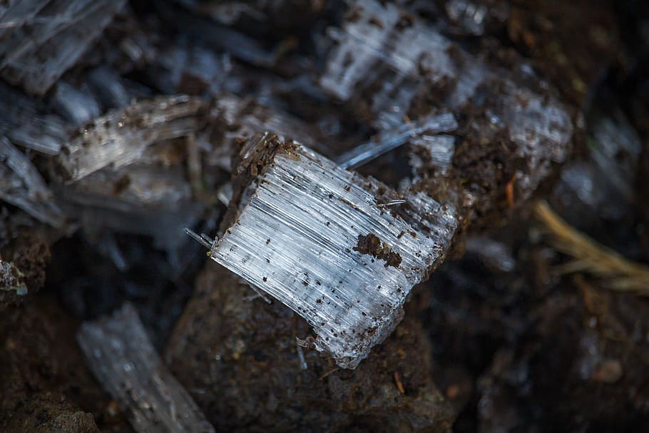 ice, froze, cold, winter, ze, wood - material, nature, forest, log, tree