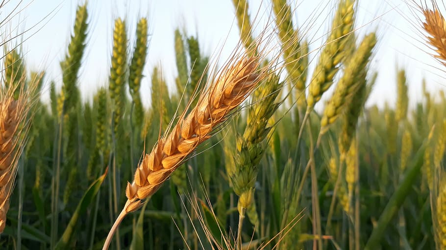 brown, green, wheat field, wheat, cereal, bread, crop, straw, seed, farm