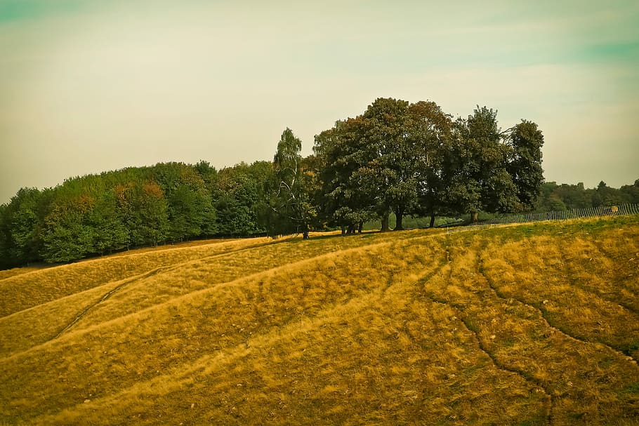 Широкое поле. A wide field.