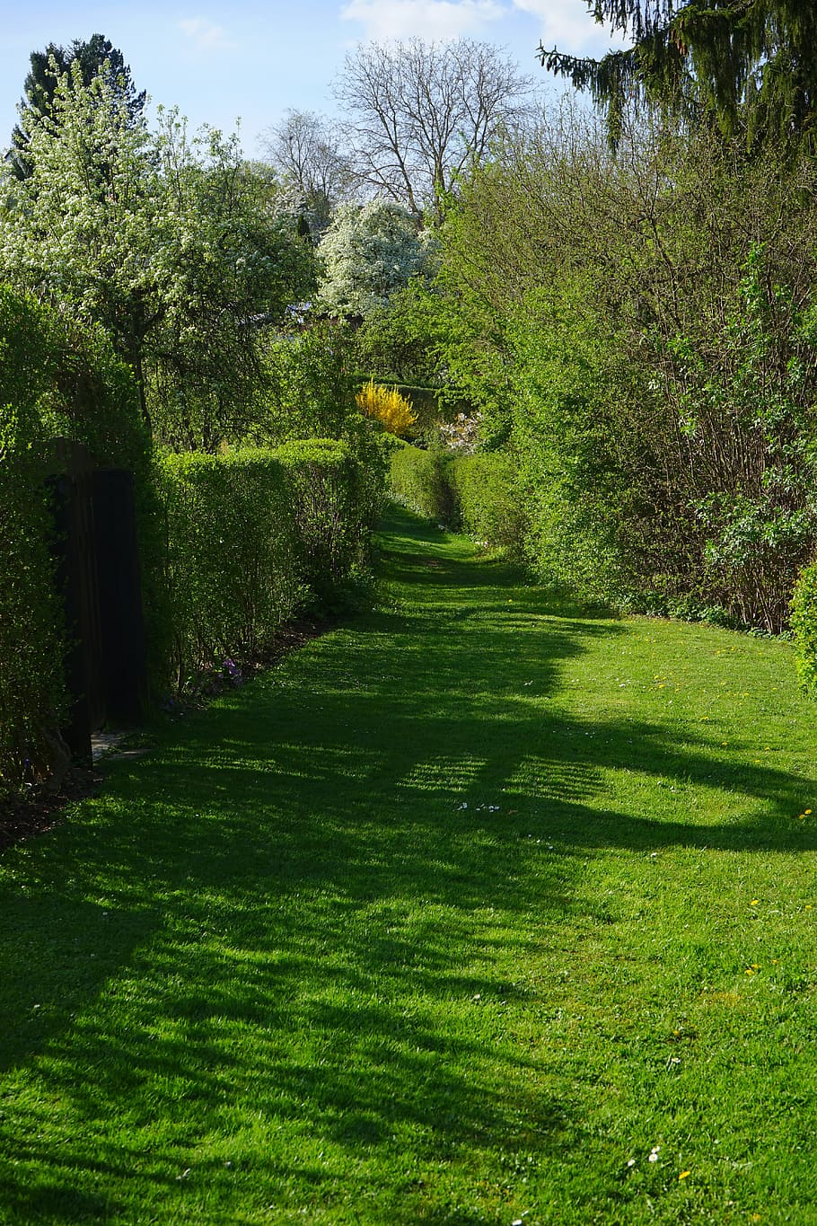 meadow, away, hedge, path, shrubs, spring, spring day, summer, green, rush