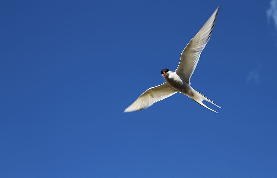 arctic tern, tern, bird, flight, flying, wings, sky, animal themes, animal, animal wildlife