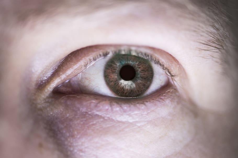 ojo, globo ocular, vista, sentidos, párpado, pestañas, córnea, esclerótica, pupila, iris