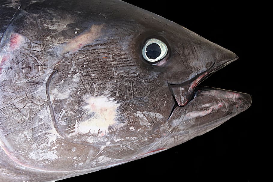 tuna, tuna merah, ikan, laut, nelayan, makanan laut, hewan, makanan, vertebrata, close-up