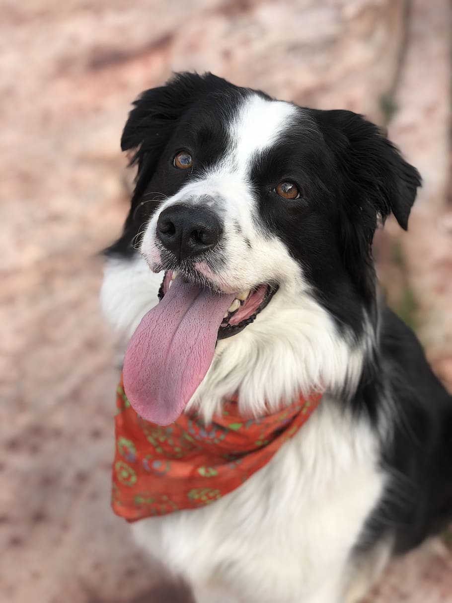 dog, animal, portrait, cute, pet, border collie, bandana, red rock, tongue, canine