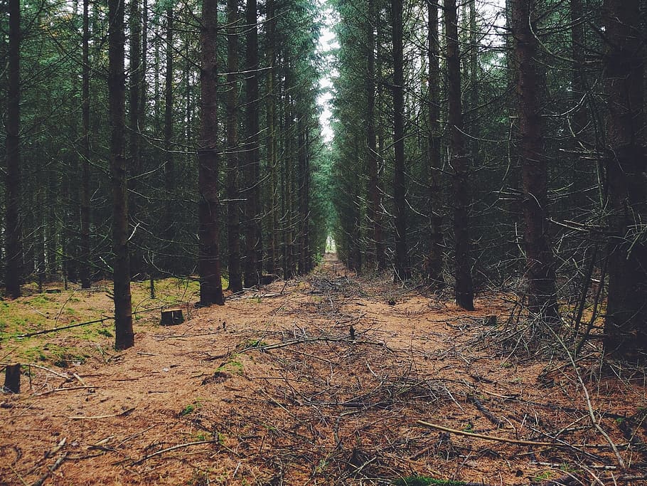 jalur antara pohon, hutan, pohon, kayu, jalan, alam, hijau, lingkungan, musim panas, lanskap