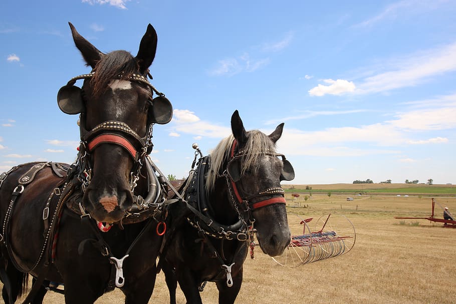 mammal, cavalry, farm, animal, horses, draft team, harness, agriculture, north dakota, outdoors