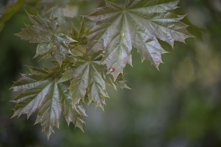 green maple leaf, green, leaf, plant, nature, blur, bug, insect, branch, tree