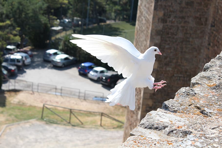 shallow, focus photography, white, dove, flying, gray, concrete, stone fragment, shallow focus, photography