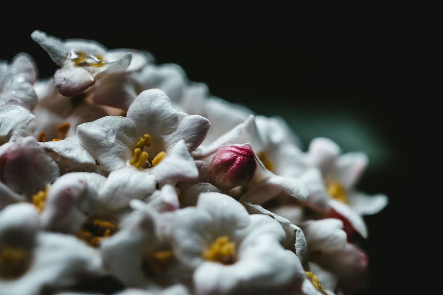 dark, flower, background, white, closeup, macro, bokeh, beautiful, pretty, petals