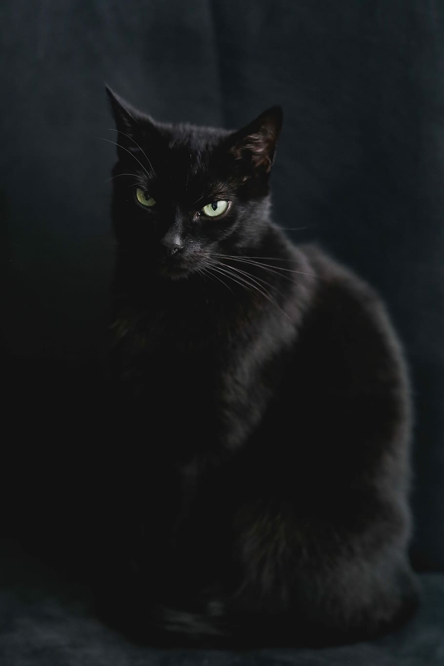negro, gato, retrato, gato negro, mascota, animal, doméstico Gato, mascotas, lindo, piel