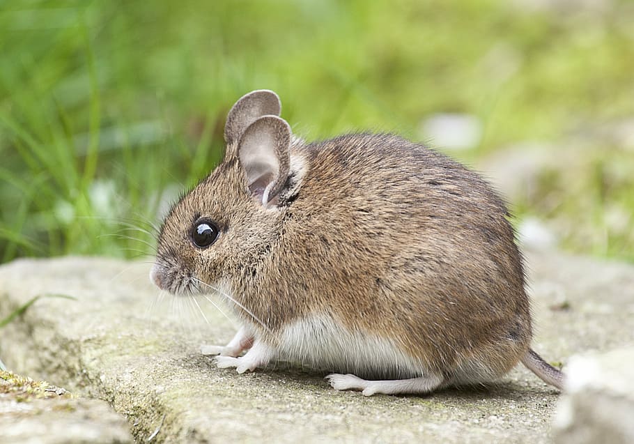 closeup, brown, mouse, nature, rodent, button eyes, one animal, animal themes, animals in the wild, animal wildlife