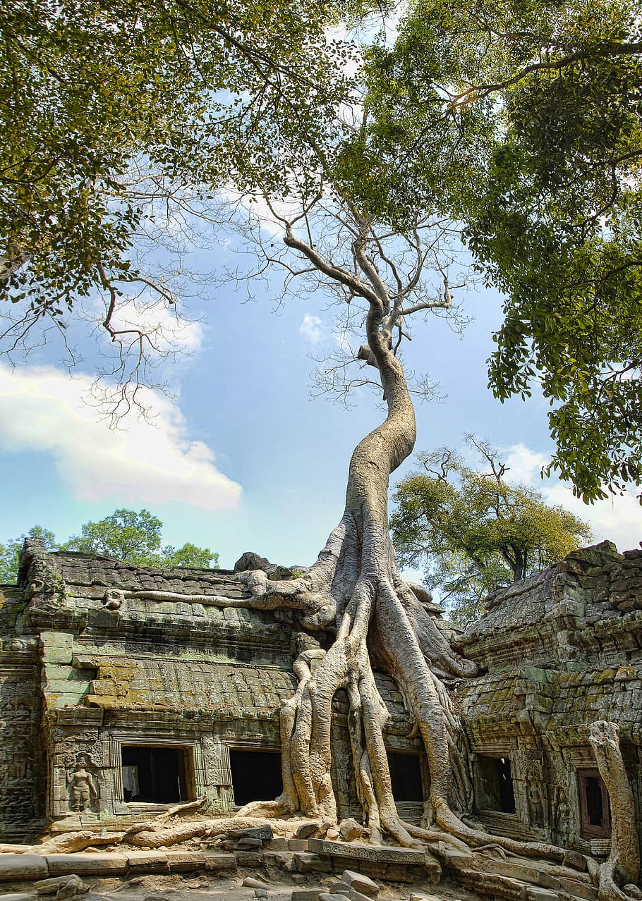 ta prohm, camboja, angkor, wat, turismo, arquitetura, viagem, marco, antigo, ruína