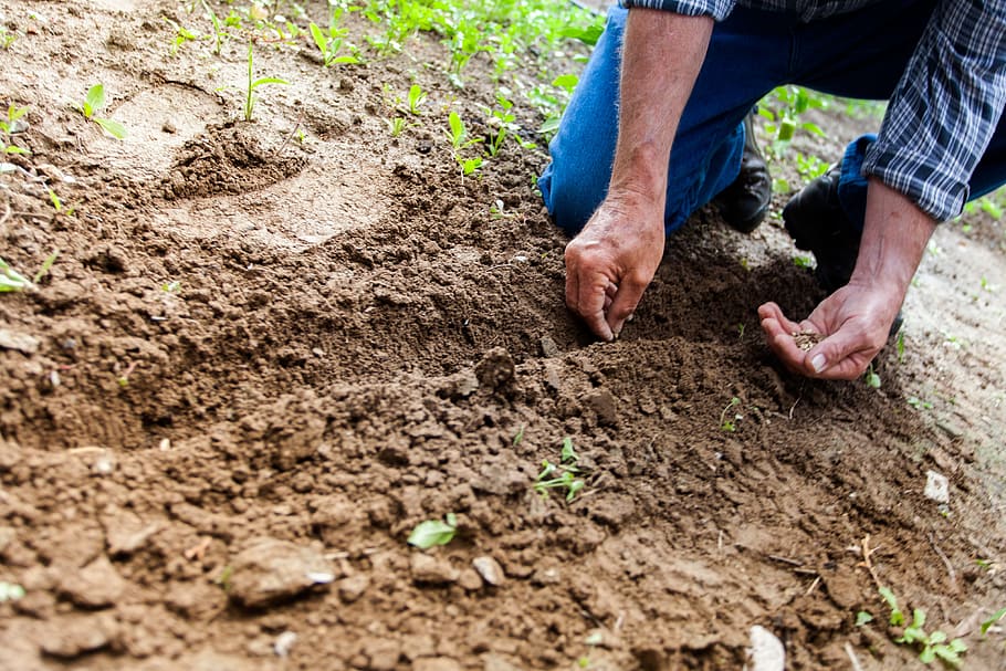 person planting seeds, soil, land, environment, nature, seeds, planting, outdoor, people, man