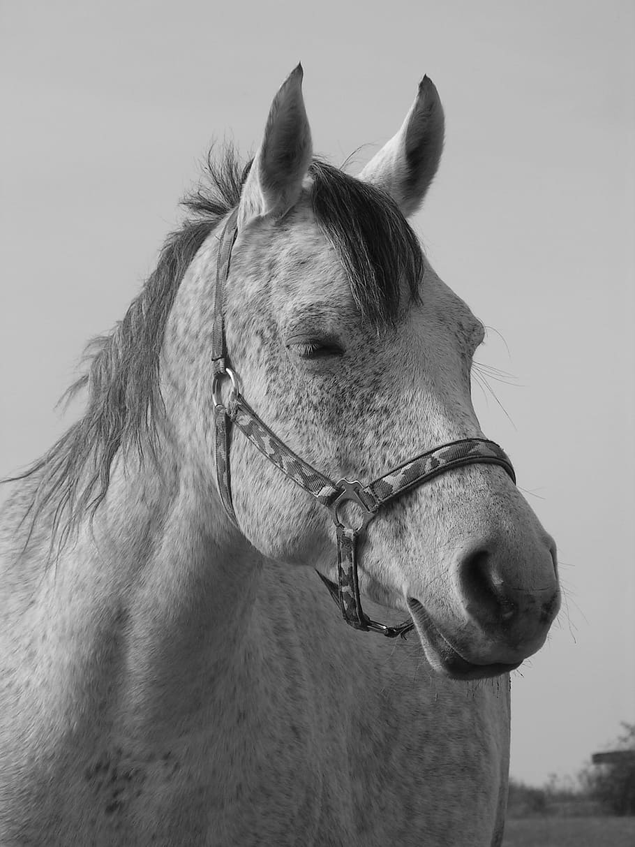 Cavalo, retrato, preto e branco, branco, fotografia preto e branco, cabeça, focinho, cabresto, animais domésticos, freio