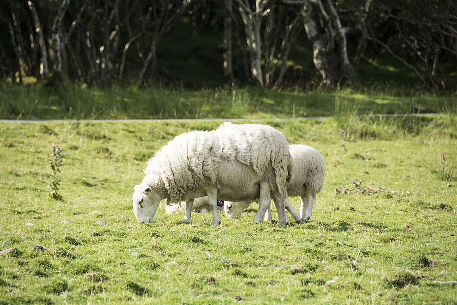 domba, wol, berbulu, kulit domba, hewan, pertanian, padang rumput, beristirahat, Skotlandia, kopel