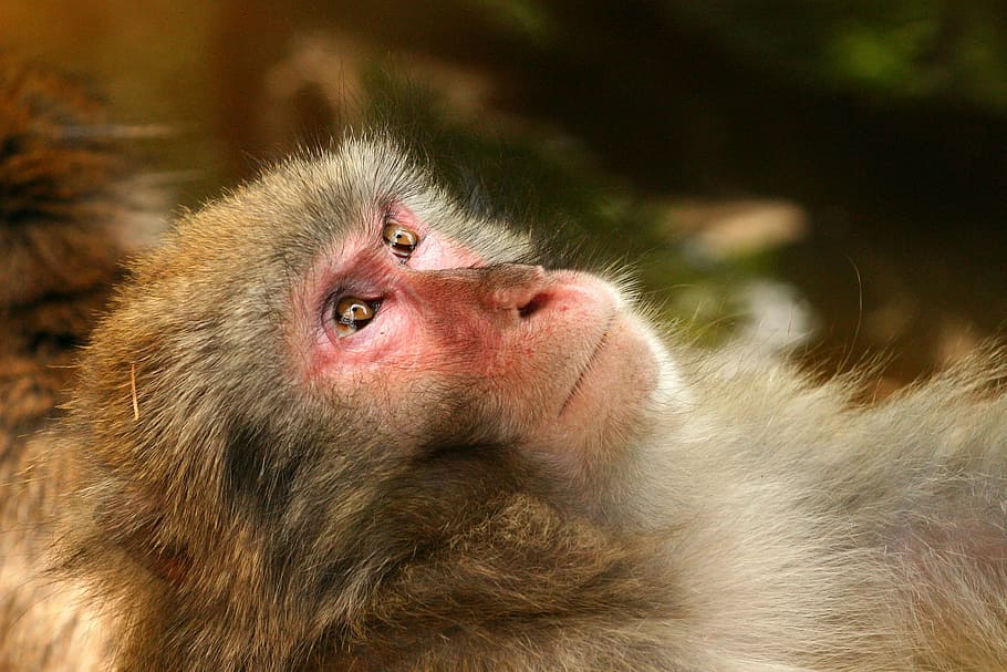shallow, focus photography, baboon, japanmakake, monkey, makake, animal, schneeaffe, rotgesichtsmakake, macaca fuscata