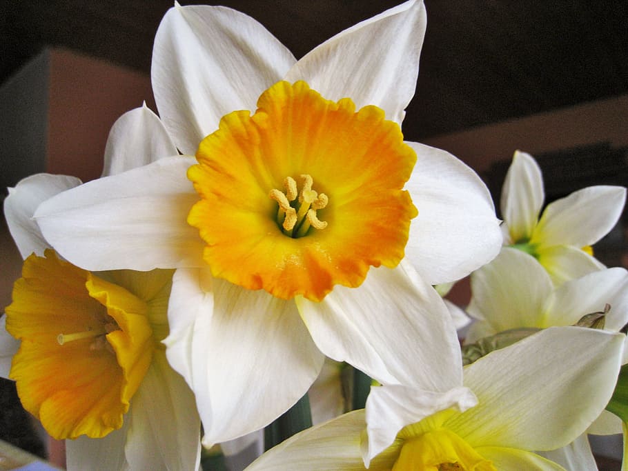 two-coloured daffodils, easter, spring, flowers, bouquet, yellow, daffodils, stamp, pollen, blossomed