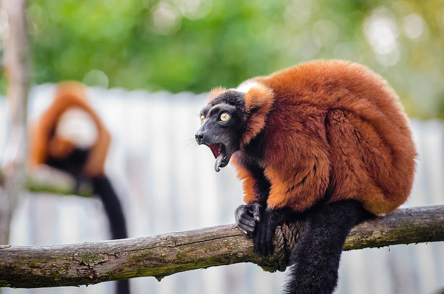 Red Ruffed Lemur, marmoset di pohon, tema binatang, hewan, satu hewan, satwa liar, mamalia, hewan di alam liar, primata, fokus pada latar depan