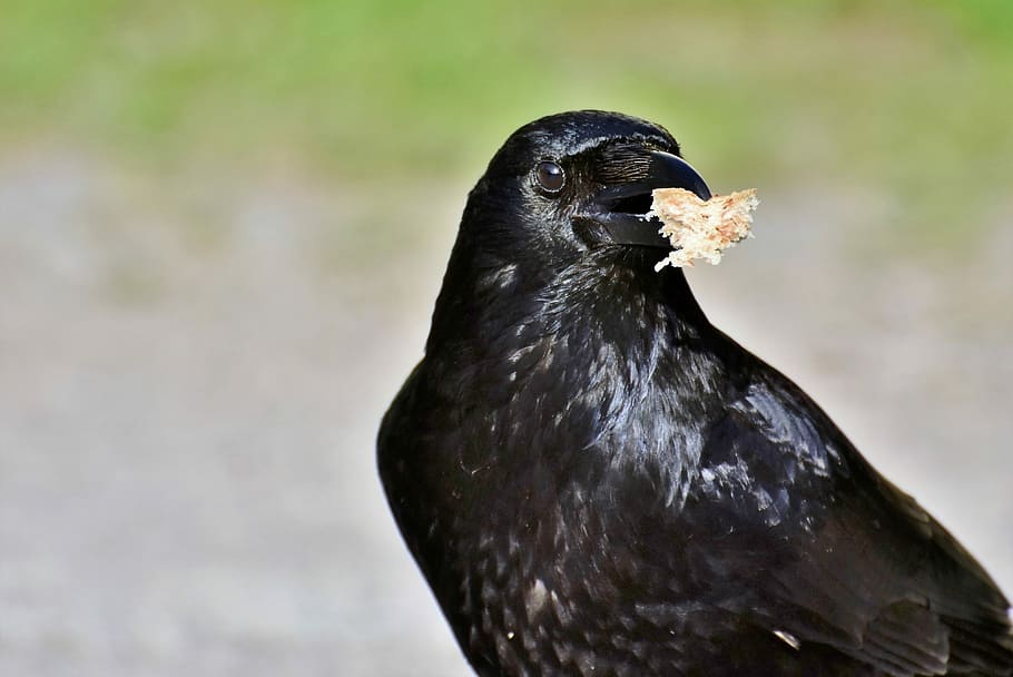 selectivo, foto de enfoque, cuervo, pájaro cuervo, proyecto de ley, cuervo carroñero, cuervo común, curioso, buscar comida, negro