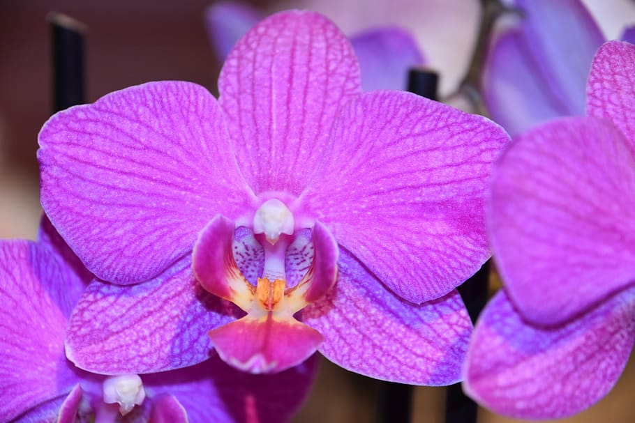 flor, naturaleza, planta, pétalo, tropical, orquídea Phalaenopsis, púrpura, planta floreciendo, frescura, fragilidad
