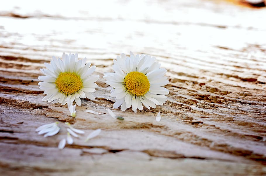 close, photography, white, sunflowers, daisy, flowers, wildflowers, wood, pair, flower
