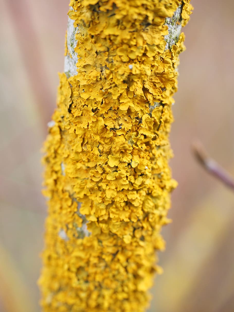 ordinary gelbflechte, tree, fouling, lichen, branch, xanthoria parietina, weave, yellow, mushroom, mykobionten
