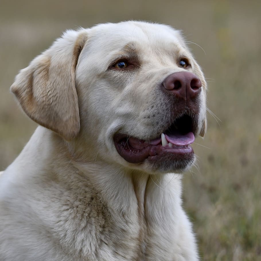 labrador, retriever, dog, pet, portrait, head, good, dear, beautiful, friendly
