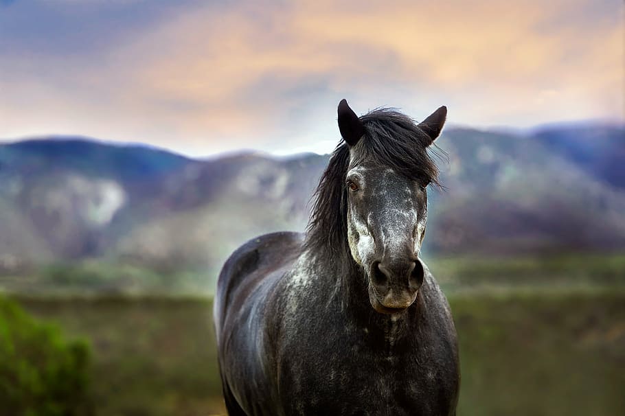 gris, caballo, durante el día, animal, nuevo mexico, montañas, paisaje, al aire libre, país, rural