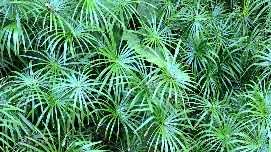 material, tablecloths, green leaves, growth, plant, green color, leaf, plant part, beauty in nature, full frame