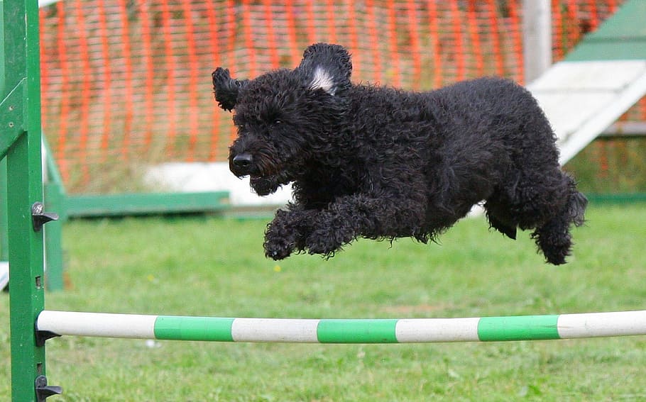long-coated, black, puppy jump, daytime, dog, agility, training, jumping, breed, animal