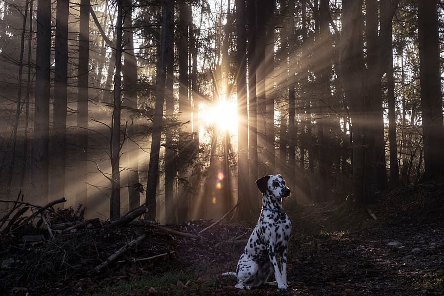 adult dalmatian, standing, bare, tree, golden, hour, sunrise, dalmatians, dog, forest
