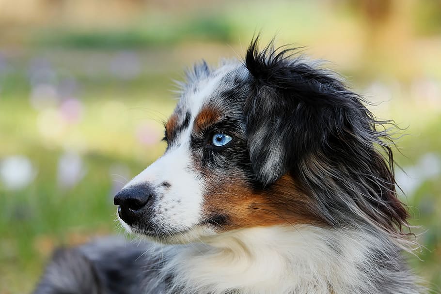 primer plano, fotografía, cachorro de pastor australiano merle, pastor australiano, merle azul, perro, animal, perro pastor, centrado, altamente inteligente