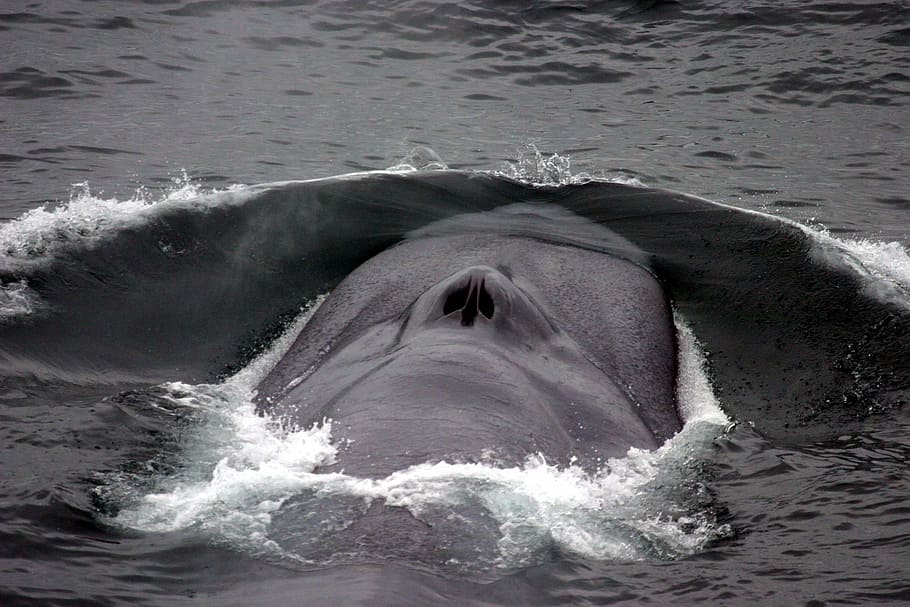 blowhole paus biru, Paus Biru, Blowhole, hewan, foto, mamalia, domain publik, margasatwa, laut, air
