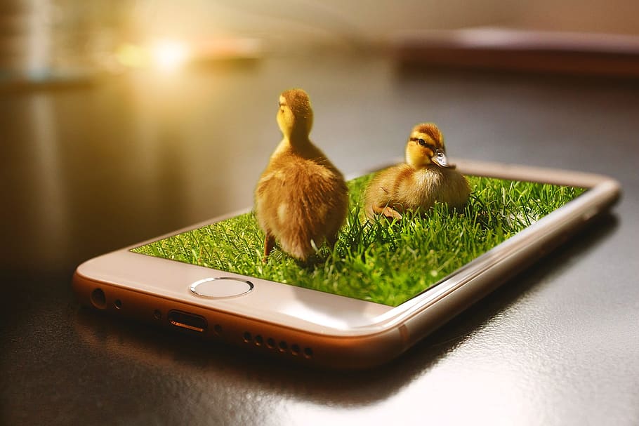 brown, ducklings, top, gold iphone 6, Duckling, Phone, Apple, 3dmanipulation, bird, chicken - Bird