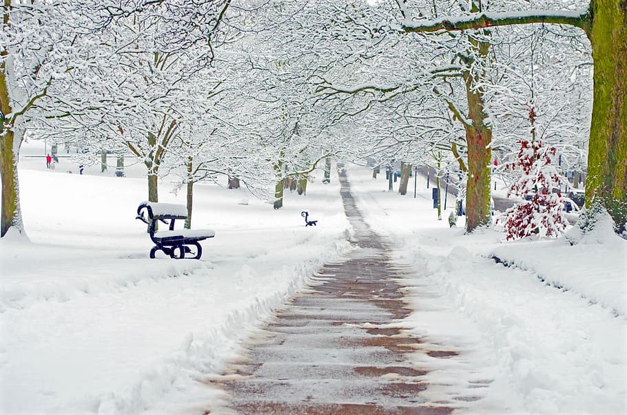 foto, jelas, jalur jalan, tertutup, salju, turun salju, musim, cabang, musim dingin, kepingan salju