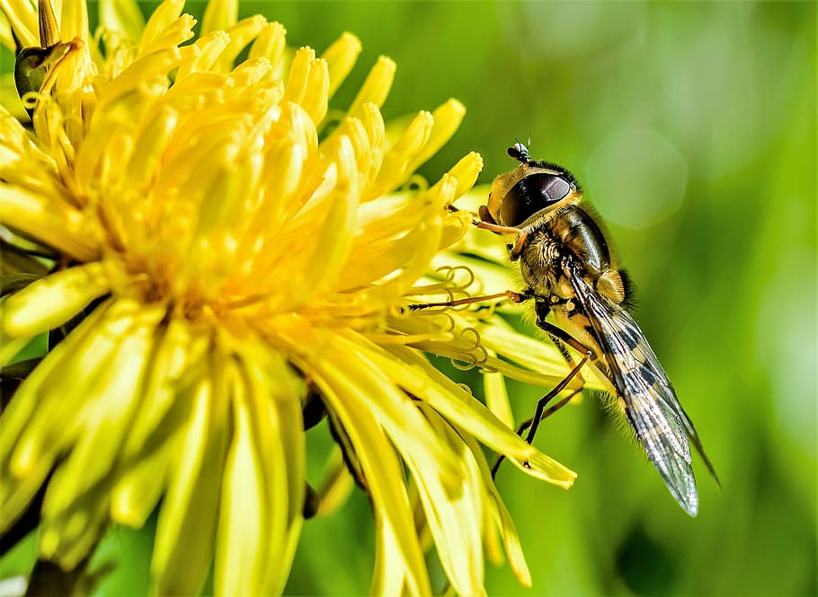 フーバー, フライ, 腰掛け, 黄色, 花のクローズアップ写真, ハチ, 蜂, 花粉, 昆虫, 動物