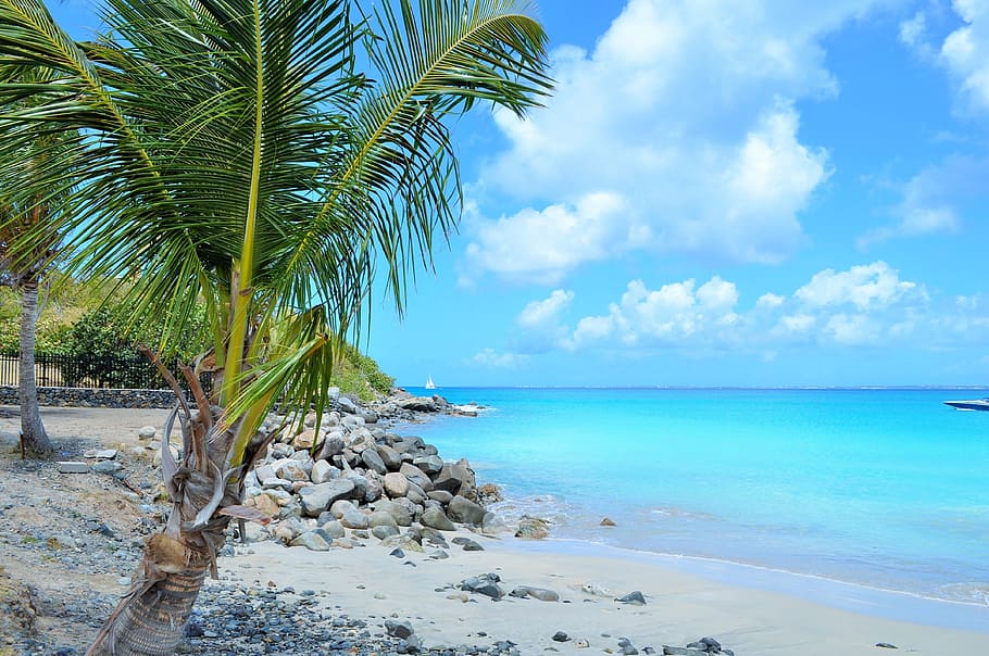 green, coconut palm tree, sea, blue, sky, west indies, paradise, caribbean, coconut, sun