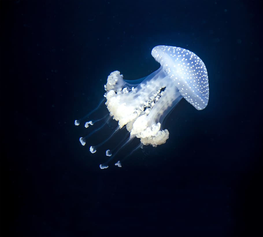 jelly fish, swimming, underwater, nature, fish, waters, ocean, dotted root mouth jellyfish, jellyfish, schirmqualle