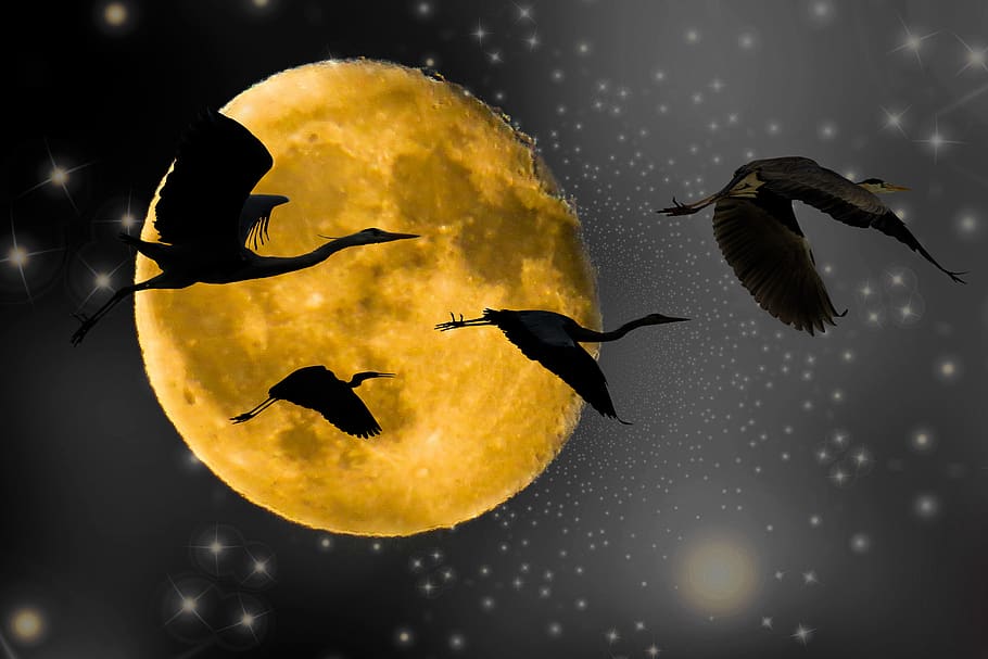 background, fantasy, moon, bird, heron, flying, full moon, mystical, star, animal themes
