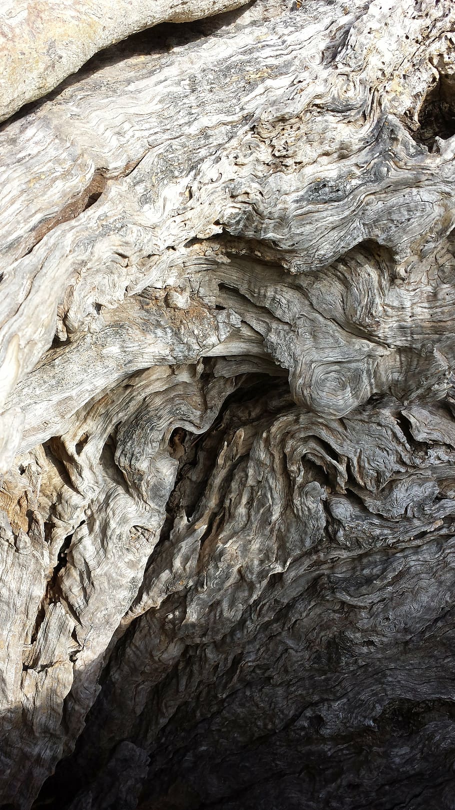 aceitunas, olivo, viejo, madera, raíz, nudoso, estructura, fotograma completo, sin gente, fondos