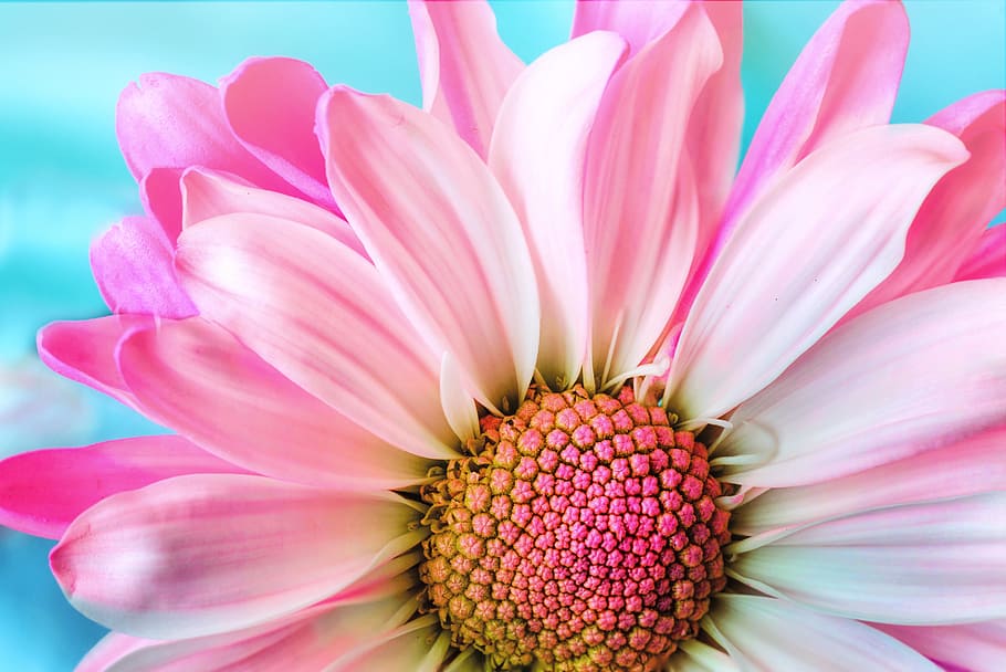 yellow, pink, flower decor, close-up photography, flower, nature, flora, petal, summer, daisy