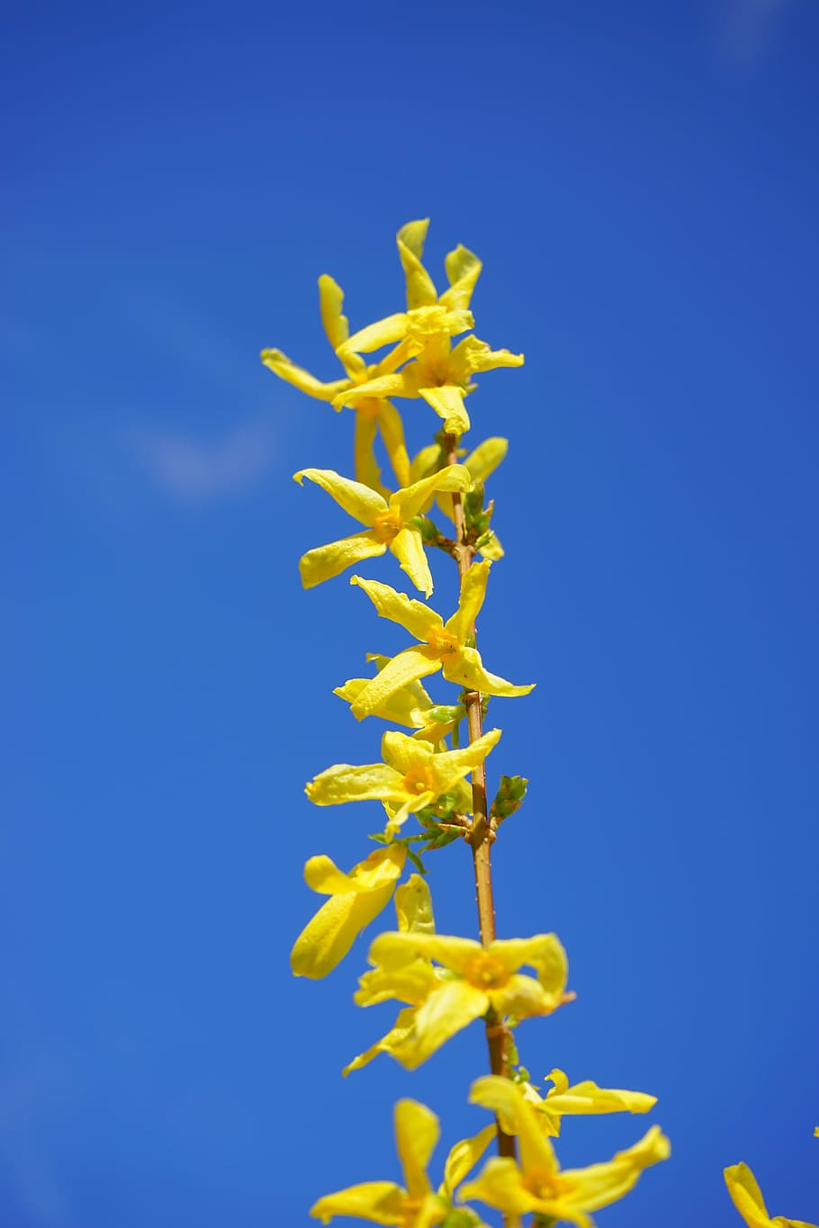forsythia, flores, amarillo, amarillo dorado, primavera, lila dorada, arbusto, flores de forsythia, campanas doradas, arbusto ornamental