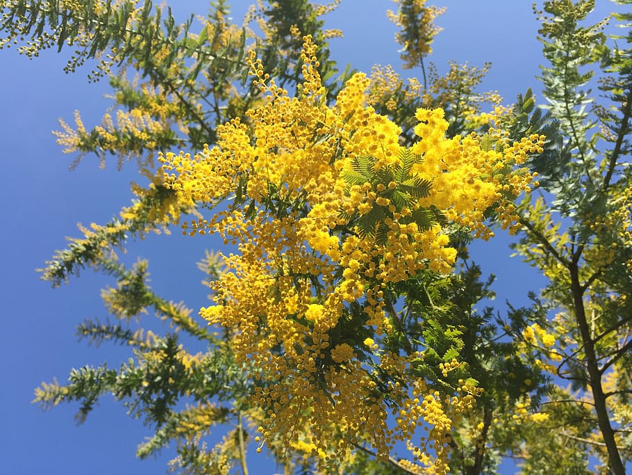Acacia, Mimosa, Spring Flowers, mimosa acacia, yellow flowers, flower, growth, nature, tree, yellow