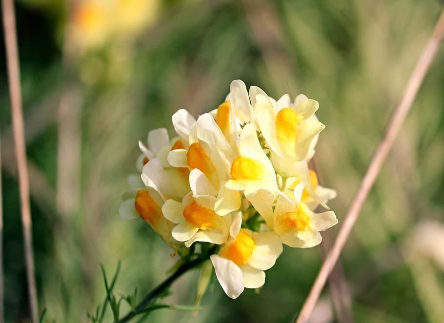 small snapdragons, mrs flax, real toadflax, linaria vulgaris, inflorescence, blossom, bloom, flower, pointed flower, flora