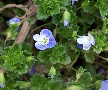 Página 6 | Fotos pequeñas flores azules libres de regalías | Pxfuel