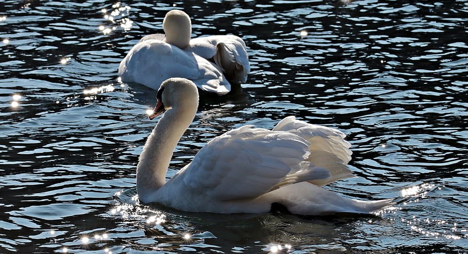 two, swans, water surface, swan, water bird, water, white, pride, waters, white swan