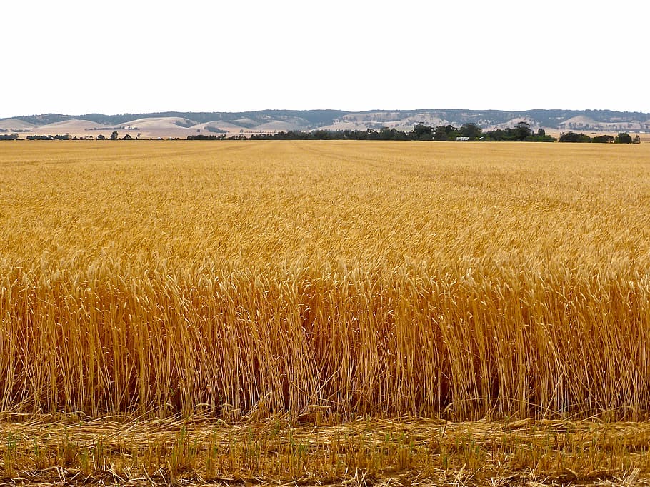 wheat, crop, grain, harvest, farm, cereal, seed, farming, golden, agriculture