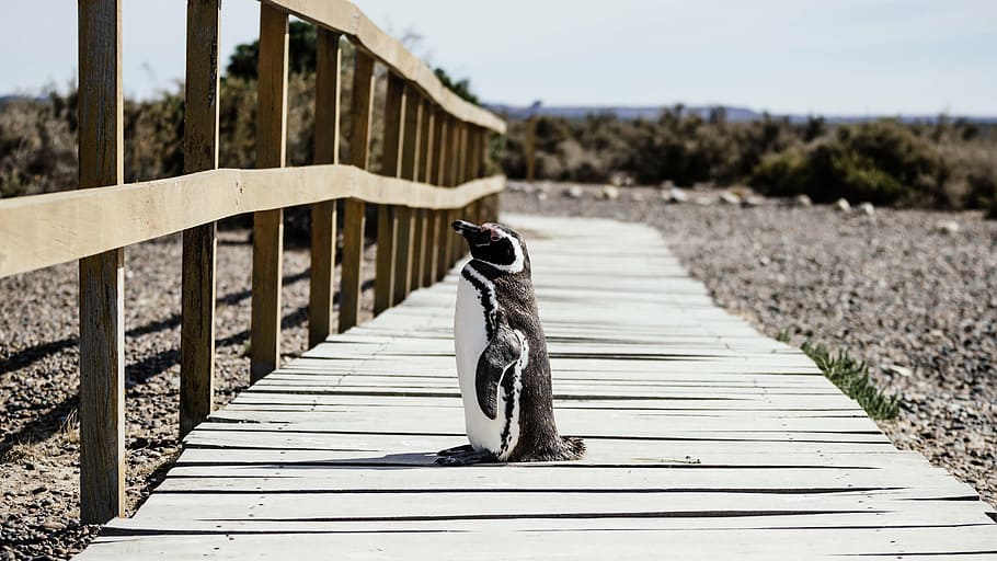 penguin, standing, brown, wooden, pathway, architecture, bridge, fence, guidance, landscape