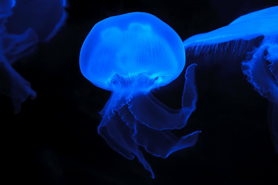 blue jelly fishes, animal, blue, creature, danger, dark, deep, fish, float, glow