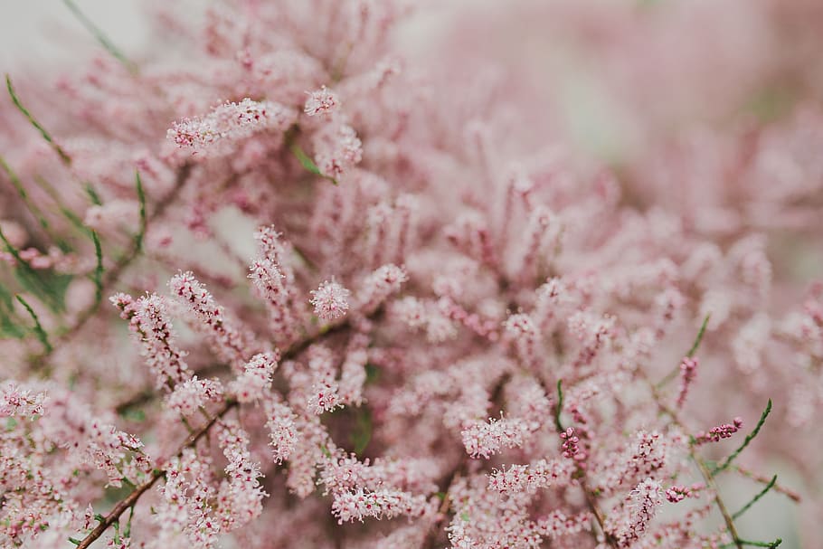 flowers, background, nature, bloom, pink, blossom, Tree, early, Spring, flower